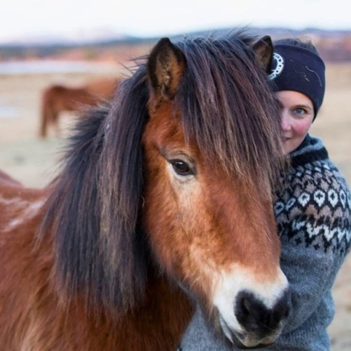 Cheval islandais de la ferme Eldheistar