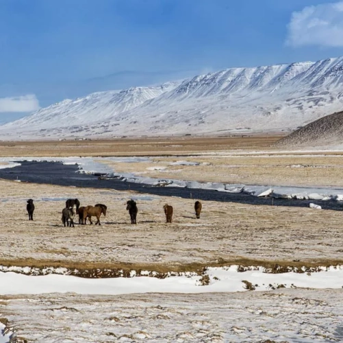 Les chevaux de Skagafjordur