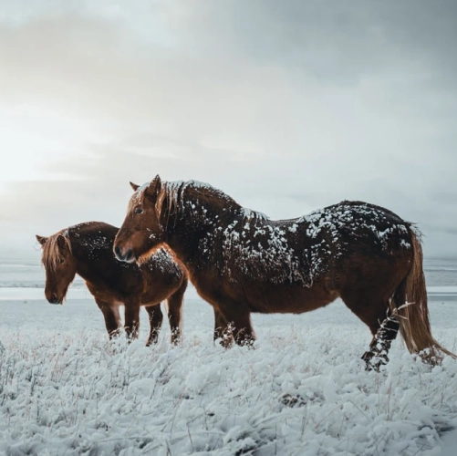 Les chevaux islandais à Hveragerdi
