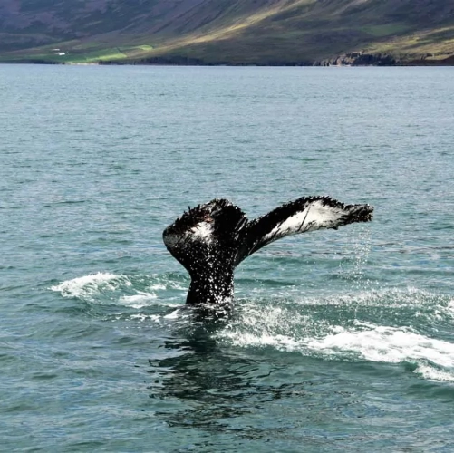 Une baleine dans la baie de Reykjavik