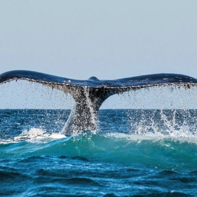 Une queue de baleine dans la baie de Reykjavik