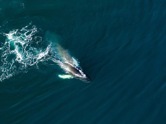 Une baleine au large d'Husavik