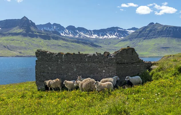 Des moutons dans le fjord de Mjoifjordur dans la région d'Egilsstadir