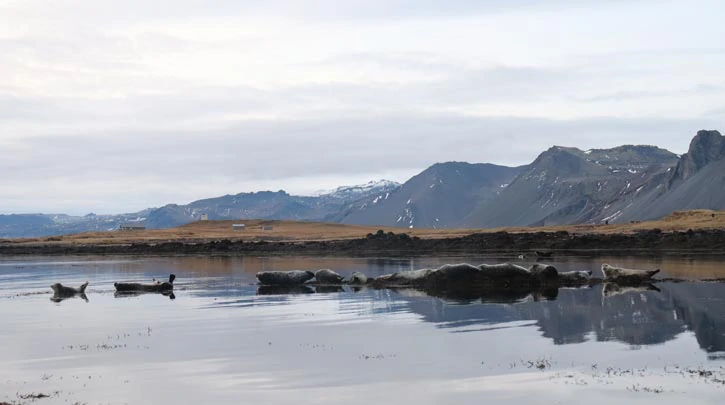 La plage d'Ytri Tunga et ses colonies de phoques sur la péninsule de Snaefellsnes en Islande