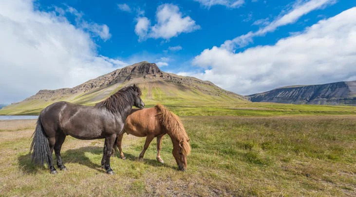 Des chevaux islandais dans les environs de Reykholt
