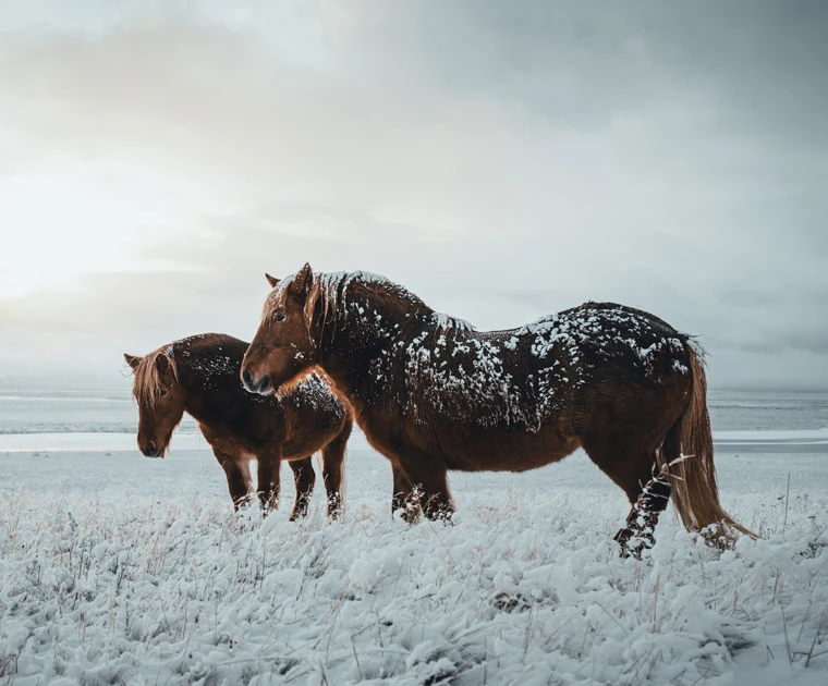 Les chevaux islandais à Hveragerdi