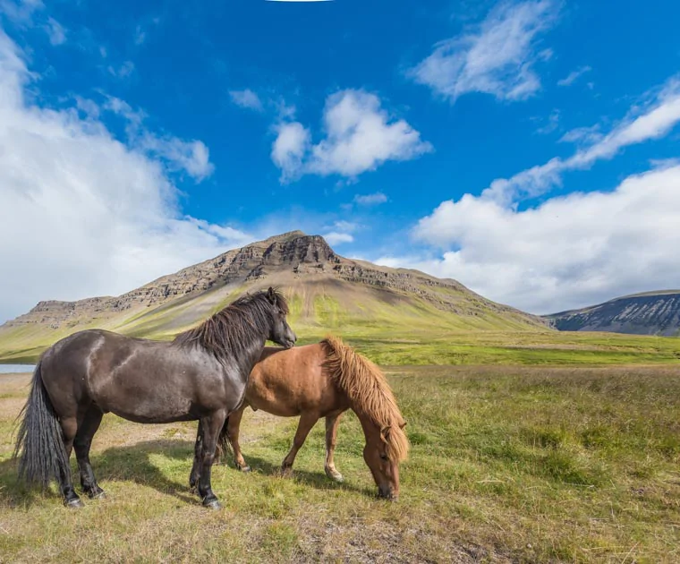 Des chevaux islandais dans les Vesturland