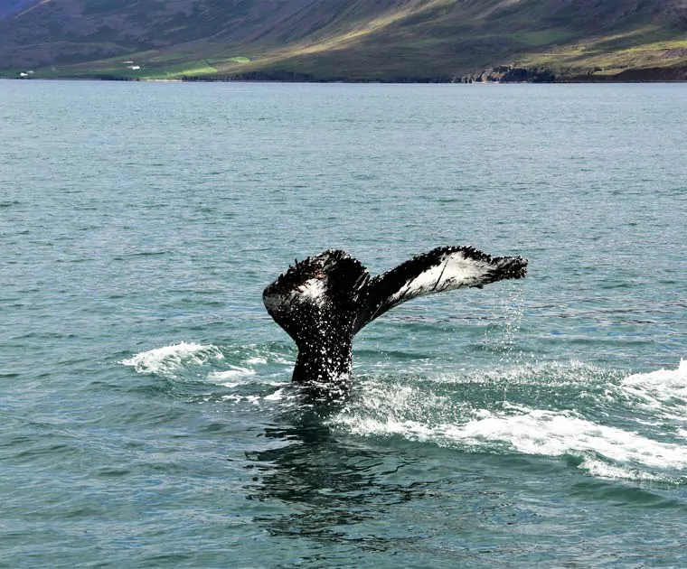 Une baleine dans la baie de Reykjavik